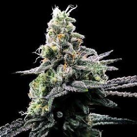Purple Kosher > DNA Genetics